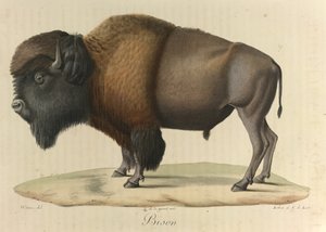 Bison, aus 