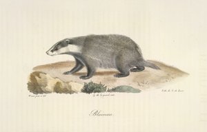 Blaireau, Dachs, aus Histoire Naturelle des Mammifères (Farblithographie) von French School