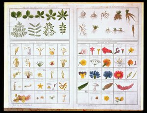 Botanische Tafel nach Carl von Linné und Joseph Pitton de Tournefort, spätes 18. Jahrhundert