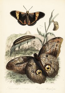 Brassolis sophorae Schmetterling, Puppe und Raupe von French School