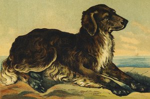 C wie Hund
