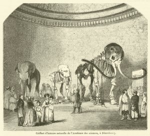 Naturkundekabinett der Akademie der Wissenschaften in Petersburg von French School