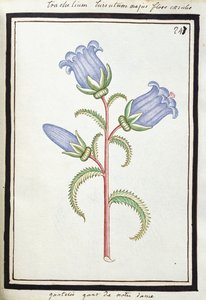 Campanula Trachelium, ca. 1700