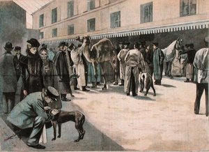 Pflege eines Kamels an der Ecole Nationale Veterinaire d
