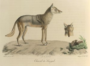 Chacal du Sénégal. Ein Schakal aus dem Senegal, aus Histoire Naturelle des Mammifères (Farblithographie)