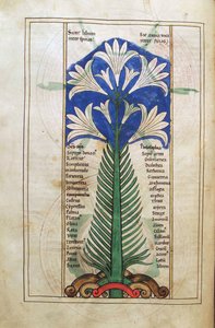 Eine Lilie (Lilium longiflorum), aus Liber Floridus von Lambert de Saint-Omer, ca. 1120