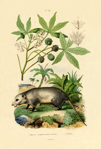 Gewöhnliches Opossum