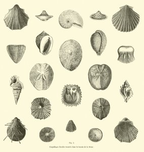 Fossile Muscheln im Becken der Seine gefunden von French School