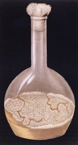 Kultur der menschlichen Tuberkulose, aus La Tuberculose et son Bacile von Isidore Strauss (1845-96) 1895 von French School