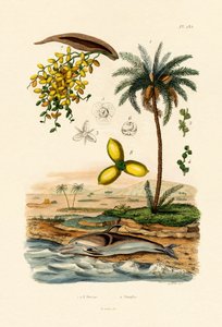 Dattelpalme von French School