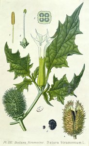 Datura stramonium, botanische Tafel von French School