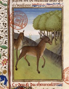 Hirsche und Rehe - aus „The Hunting Book of Gaston Phoebus, Count of Foix, Lord of Béarn“ von French School