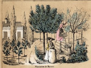 Beschreibung der Kultur und Seidenprodukte: Anpflanzen von Maulbeerbäumen. (la soie)