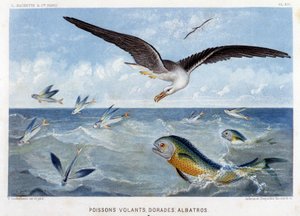 Doraden, fliegende Fische, Albatros - in „Le Monde de la Mer“ von Alfred Fredol. ed. Paris, Hachette.
