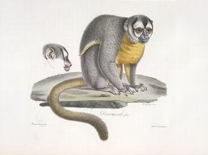Douroucouli oder Nachtaffe - Aotus trivirgatus, aus Histoire Naturelle des Mammifères von French School