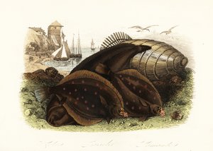 Seezunge, Solea solea, Europäische Scholle, Pleuronectes platessa, und Kliesche, Limanda limanda, am Strand mit einer Fischfalle, Fischerboote im Hintergrund