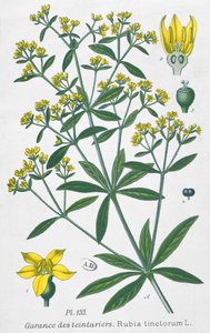 Färberkrapp (Rubia Tinctorum) von French School
