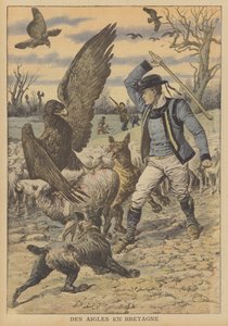 Adler greifen eine Schafherde in der Bretagne an