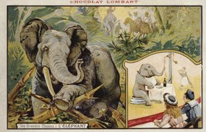 Elefant