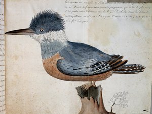 Weibchen des Ringfischers (Megaceryle torquata), Elizabeth Bay, Magellanstraße, Aquarell aus der Reise von Herrn De Beauchesne, Kapitän der Compagnie royale de la Mer du Sud, von 1698 bis 1701, Frankreich von French School