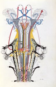 Abb. 212 aus Semiologie des Affections du Systeme Nerveux von J. Dejerine, 1914 von French School