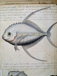 Fisch namens Lisse, Insel Sao Vicente, Kap Verde, Aquarell aus dem Logbuch von Jacques Gouin de Beauchesne, Kapitän der Compagnie royale de la Mer du Sud, von 1698 bis 1701