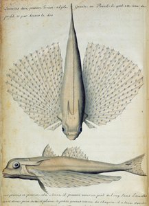 Fisch gefunden auf Ilha Grande, Brasilien