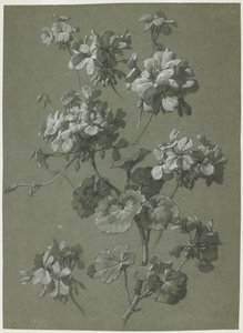 Geranie (Pelargonium sp.), ca. 1800