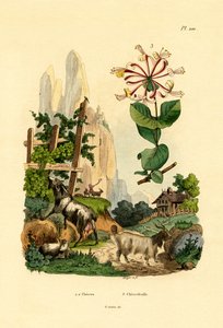 Ziegen