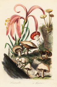 Hippeastrum-Arten, Fliegenpilz, Kaiserling und andere Pilze