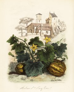 Honfleur-Melone, Cucumis melo von French School