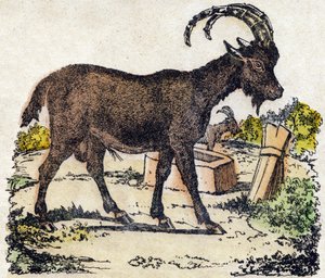 Steinbock. Gravur in „Alphabet der wilden Tiere“. 9. Serie. Bildsprache von Epinal, Pellerin, Drucker-Verleger, um 1870. Holzschnitte, schabloniert. 16 Seiten. Private Sammlung