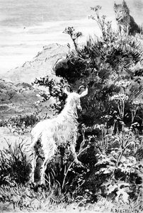 Illustration aus Mr. Seguins Ziege von Alphonse Daudet von French School