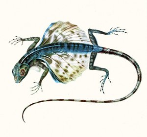 Illustration der Gleitenden Eidechse - Draco Volans, 1831