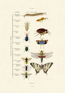Insekten, 1833-39