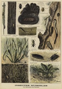 Insekten, die Pelzkleidung zerstören von French School
