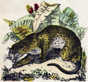 Jaguar. Gravur in „Alphabet der wilden Tiere“. 9. Serie. Bildersammlung von Epinal, Pellerin, Drucker-Verleger, um 1870. Holzschnitte, schabloniert. 16 Seiten. Dim: 20 x 15 cm. Private Sammlung von French School