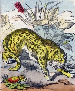 Jaguar. Gravur in "Buffon Alphabet des Animaux"