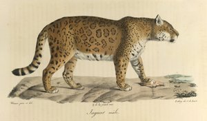 Männlicher Jaguar, aus Histoire Naturelle des Mammifères von French School