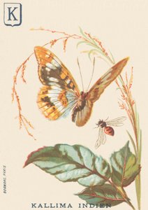 K: Indische Kallima (Cethosia biblis)