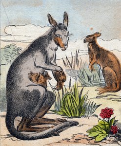 Känguru. Gravur in "Buffon Alphabet des Animaux"