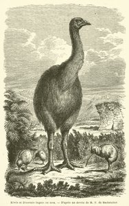 Kiwis und Dinornis ingens oder Moa (Gravur) von French School