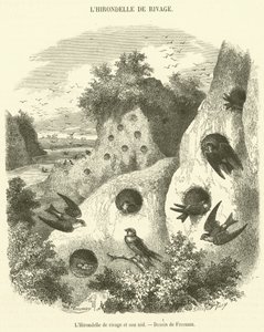 Uferschwalbe und ihr Nest von French School