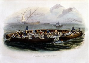 La madrague ou Pêche thon - in „Histoire naturelle de Lacepède“ von French School