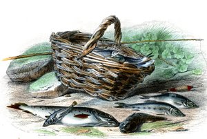 La Forelle (Salmo Trutta), der Kotte Chabot (Collus Chabraea), der Stichling (Gasterosteus aculeatus), der Gründling (Gobio Gobio), der Able (Alburnus Alburnus) - Tafel aus Histoire Naturelle von Bernard Germain de Lacepede, Ausgabe P.Furme, Paris von French School