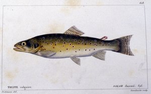 Die gemeine Forelle nach „Histoire naturelle des poissons“ von Cuvier, Valenciennes, Paris
