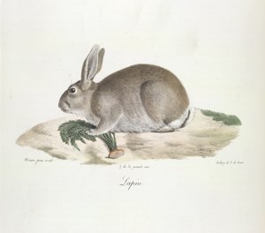 Lapin, Kaninchen, aus Histoire Naturelle des Mammifères (Farblithographie)