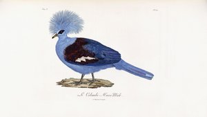 Le Colombi-Hocco männlich von French School