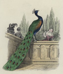 Der Pfau beklagt sich bei Juno von French School