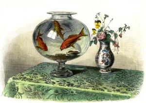 Der goldene Karpfen (Cyprinus Auratus) - Tafel aus Histoire Naturelle von Bernard Germain de Lacepede (1856-1925), Ausgabe P.Furme, Paris